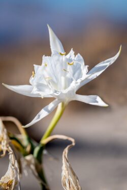 Pancratium maritimum, or sea daffodil, shot in Aftrathias, north of Kalamaki